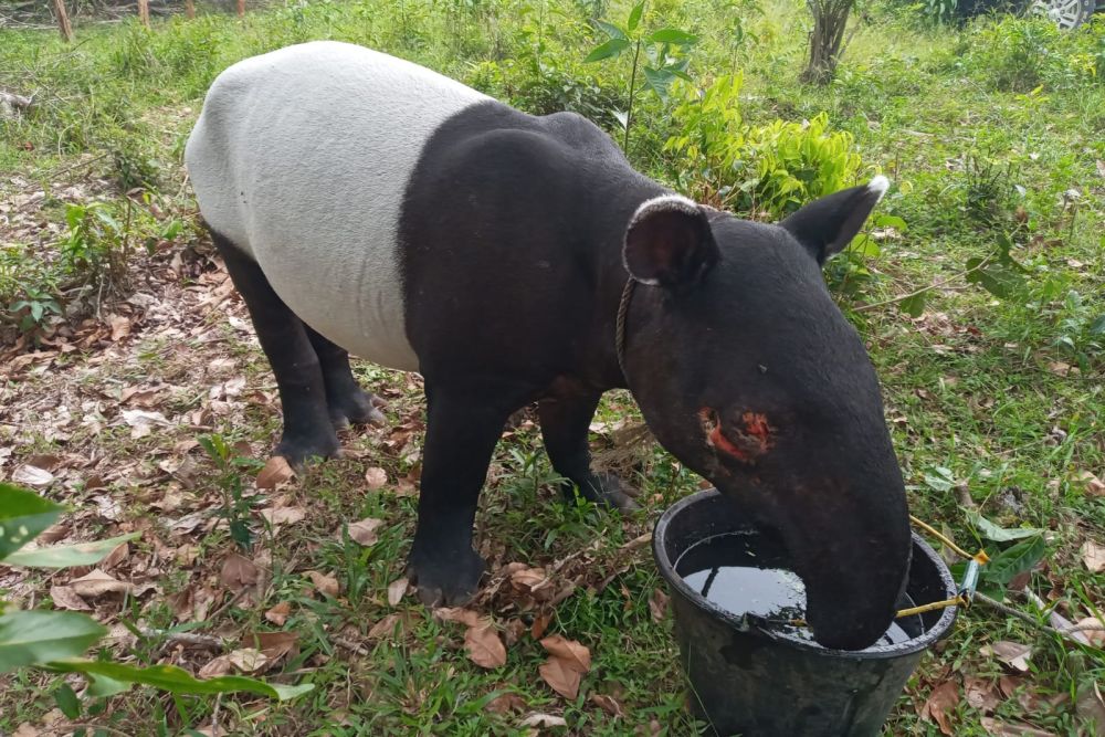 Seekor Tapir Besar Memasuki Area Pemukiman Penduduk di Pekanbaru, dan Badan Konservasi Sumber Daya Alam (BKSDA) Riau Mengambil Tindakan.